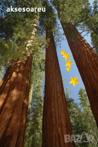 Нови качествени 15 семена от гигантска секвоя мамутово дърво sequoiadendron giganteum за декорация, снимка 5 - Сортови семена и луковици - 50220925