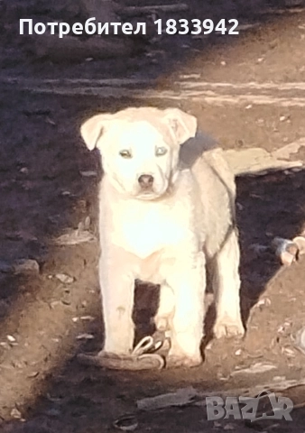 Кученца , снимка 2 - Други - 52580248