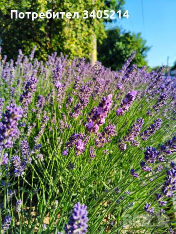 Разсад лавандула сорт Хемус 