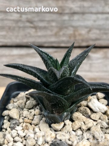 Haworthia nigra ex Cok, снимка 1 - Стайни растения - 37584640