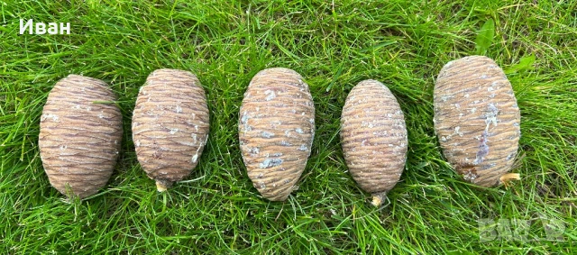 Шишарки от атласки и ливански кедър 