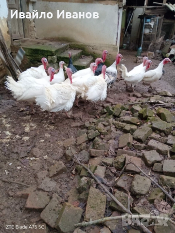 Продавам пуяци, снимка 2 - Кокошки и пуйки - 52800527