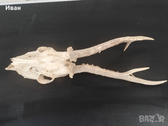 трофей от сръндак , снимка 3 - Антикварни и старинни предмети - 52557618