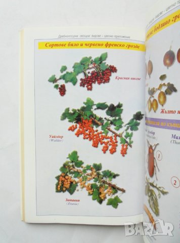 Книга Дребноплодни овощни видове - Райна Бойчева и др. 1999 г., снимка 2 - Специализирана литература - 32298113