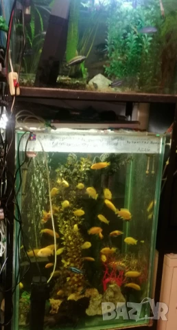 Продавам два аквариума на метална стойка, цихлиди подарък. 
