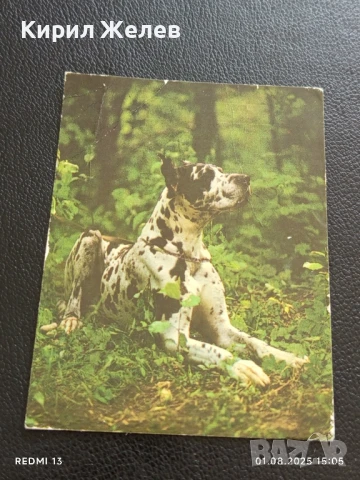 Старо календарче серия ЖИВОТНИ КУЧЕТА 88г. Рига Латвия за КОЛЕКЦИЯ 11191