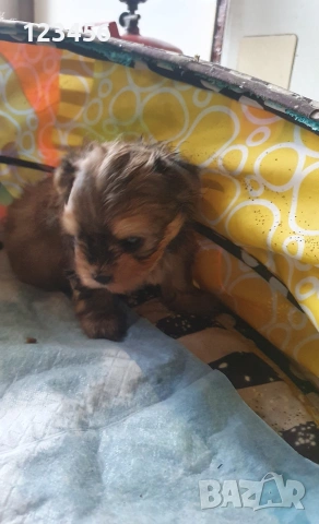 Мини йорки мъжко, снимка 2 - Йоркширски териер - 53601160