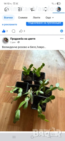 Различни видове цветя, снимка 7 - Стайни растения - 53278945