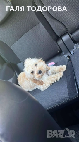 Кокапу /кокер-пудел/, снимка 1