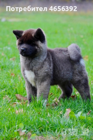 Американска акита