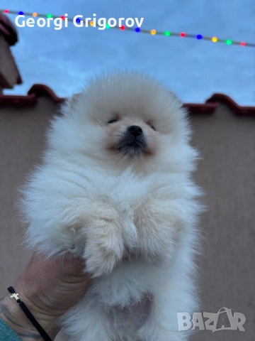 Померан момче, снимка 2 - Померан - 52722866