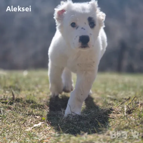 Средноазиатска овчарка–Алабай, снимка 15 - Средноазиатска овчарка - 48611649