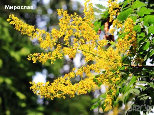 Продавам декоративно растение Китайски мехурник (Koelreuteria paniculata), снимка 9 - Градински цветя и растения - 51422603