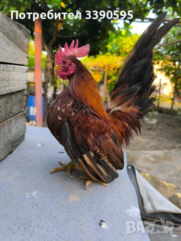 Серами Испенч Бантам Струмски Бантам и Шабо , снимка 7 - други­ - 51348256