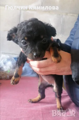 Пинчер на 3 месеца, снимка 1