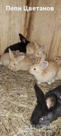 ЗАЙЦИ, снимка 3 - Други животни - 52926089