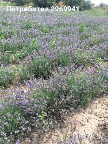  Разсад лавандула на едро и дребно, снимка 13 - Градински цветя и растения - 31696645