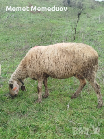 Продавам две ялови овце за клане Търговище 