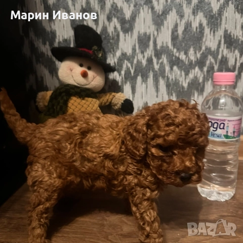 Пудел "Той", момче с две ваксини!, снимка 6 - Пудели - 52832544