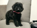 пудел / мини пуделчета, снимка 7
