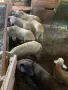 Продавам агнета , снимка 2