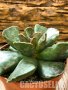 adromischus cooperi, снимка 2