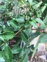 Ягодова гуава,Strawberry Guava, растения и семена, снимка 7