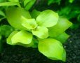 Ludwigia palustris green