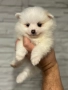 Померан мини , снимка 2