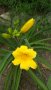 Хемерокалис , снимка 1 - Градински цветя и растения - 36977820