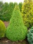 Мини Смърч Коника (Picea glauca Conica), снимка 1 - Градински цветя и растения - 28015255