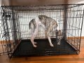 Клетка за домашни любимци, снимка 3