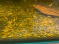 Жълти скариди, Yellow Shrimps, снимка 9