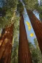 Нови качествени 15 семена от гигантска секвоя мамутово дърво sequoiadendron giganteum за декорация, снимка 5