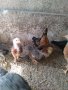 Пилета, еднодневни Бройлери и пъдпъдъци, снимка 1