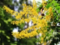 Продавам декоративно растение Китайски мехурник (Koelreuteria paniculata), снимка 9