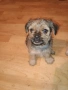 Мопс, снимка 7