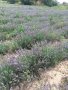  Разсад лавандула на едро и дребно, снимка 13