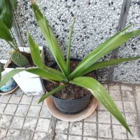 Палма Юка агаве стайна, снимка 15 - Стайни растения - 32852031
