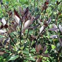 Османтус(Червенолистен)-(osmanthus purpureus), снимка 3 - Градински цветя и растения - 32497248