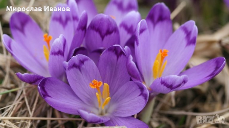 луковици на холандски минзухар, снимка 1