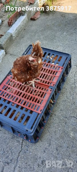 продавам кокошки носачки за яйца, снимка 1