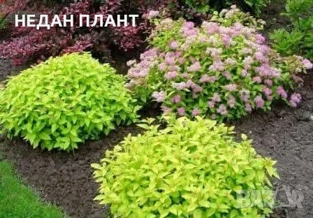Спирея японика/Spiraea japonica, снимка 1
