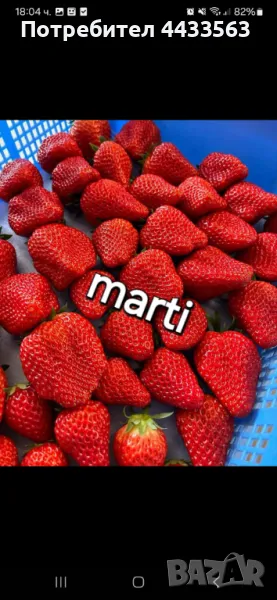 Целогодишни сортове  Расзад ягоди и манни , снимка 1