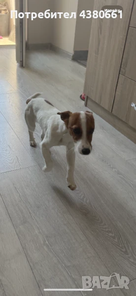 Чистокръвен джак ръсел, снимка 1