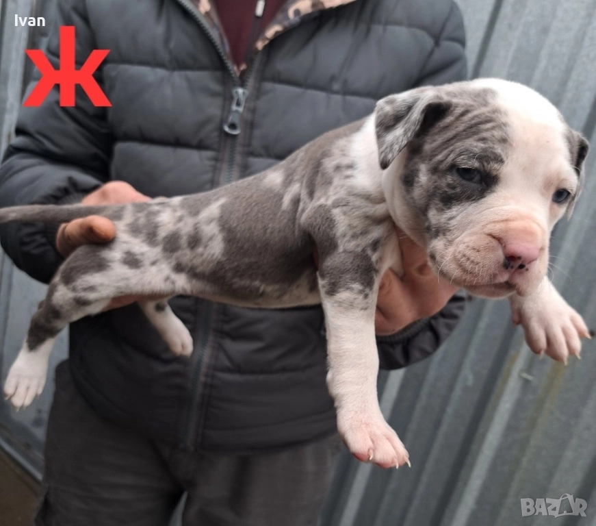 Питбул момиче, снимка 1