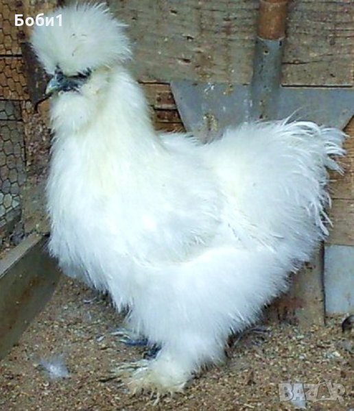 Яйца от копринки, снимка 1