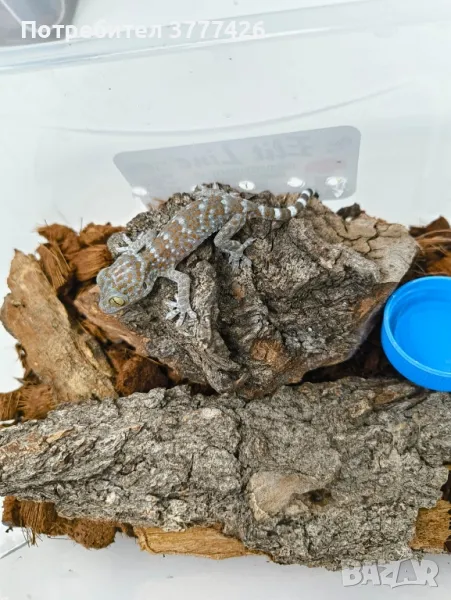 Токи / Gekko Gecko, снимка 1