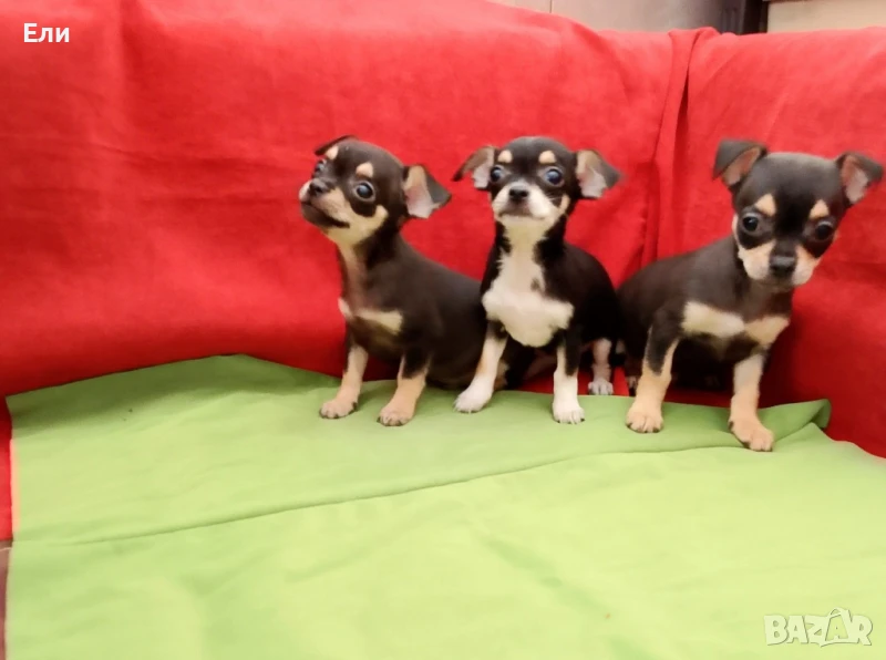 Чихуахуа с всички ваксини , снимка 1