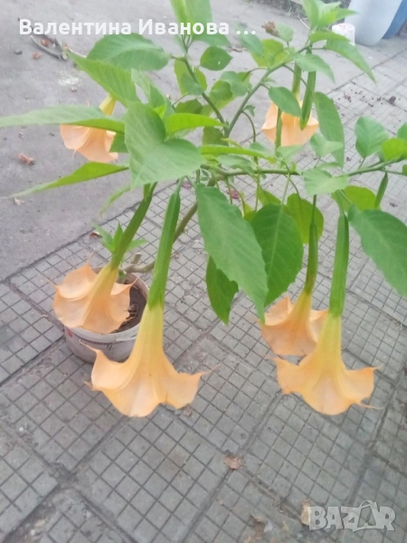 комплект 3 бр ангелски тромпет , снимка 1